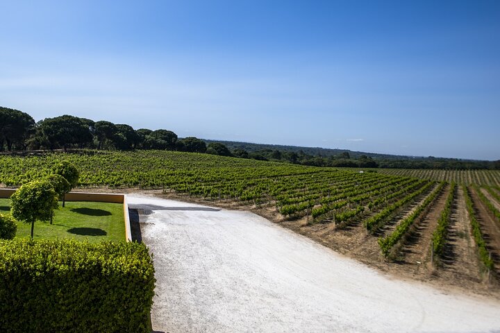 Arrabida Wine Tour from Lisbon: Wineries, Tastings & Tile Factory, photograph 5