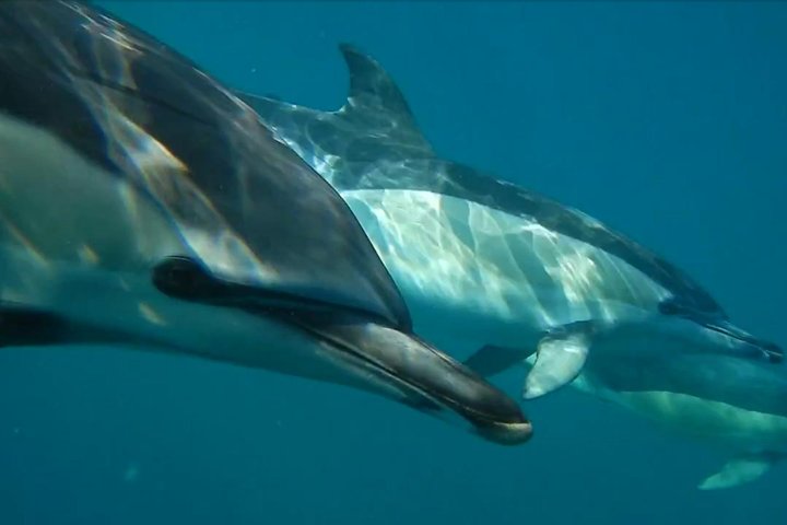 Lisbon: Dolphin Watching with a Marine Biologist - Ocean Safari, photograph 3