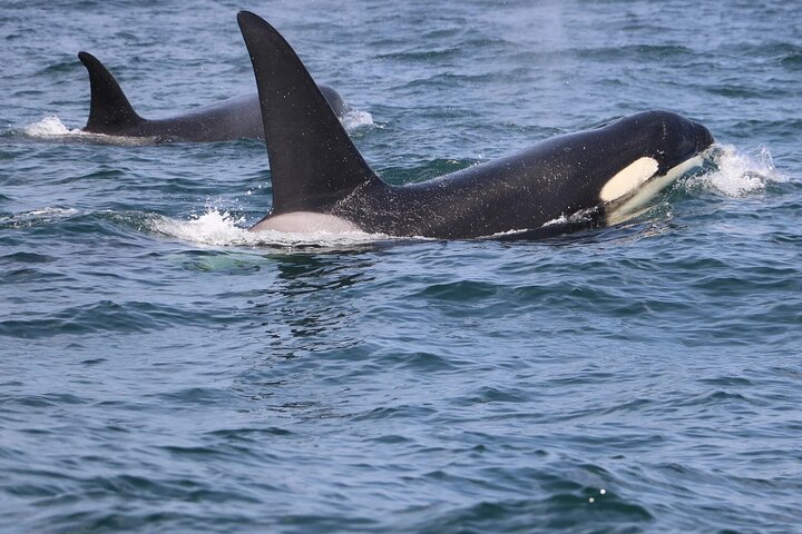 Lisbon: Dolphin Watching with a Marine Biologist - Ocean Safari, photograph 4