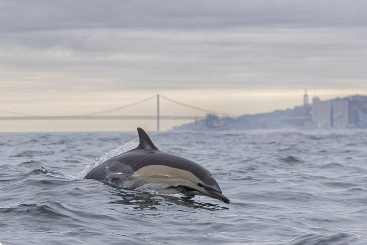 Lisbon: Dolphin Watching with a Marine Biologist - Ocean Safari, photograph 5