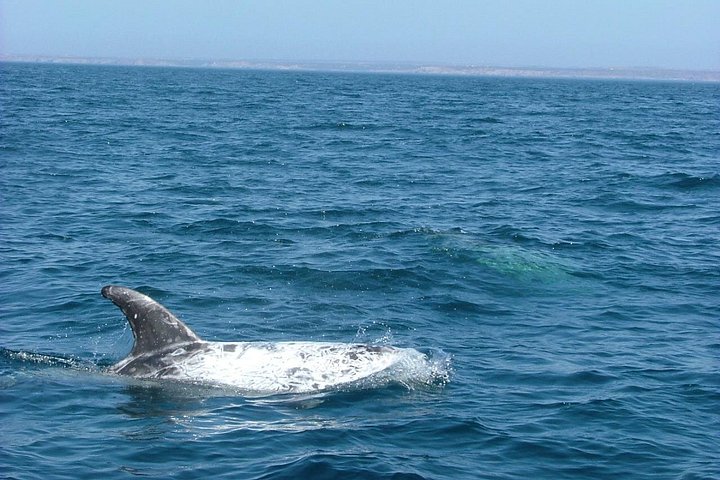 Lisbon: Dolphin Watching with a Marine Biologist - Ocean Safari, photograph 6
