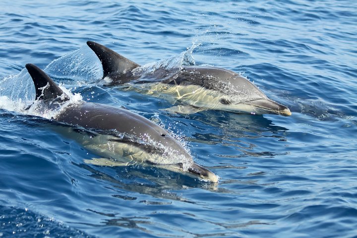 Setúbal and the dolphins