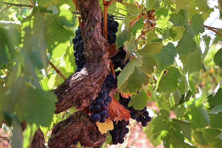 Private Wine Tasting in the Setúbal Wine Region, from Lisbon, photograph 5