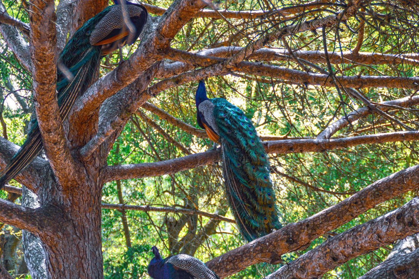 The peacocks live in the trees inside the walls