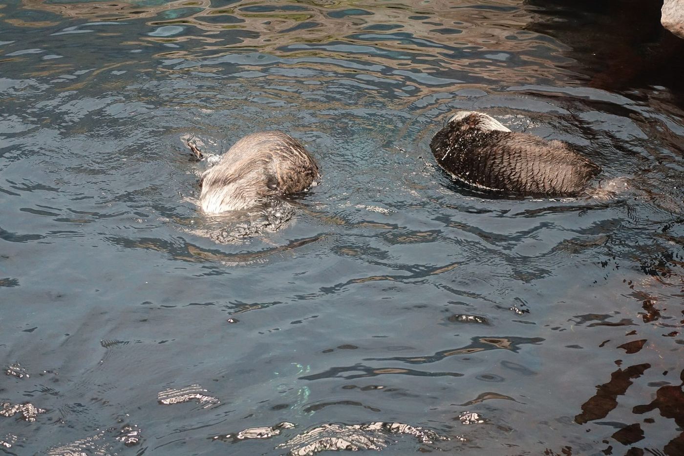 Sea otters in the North Atlantic tank