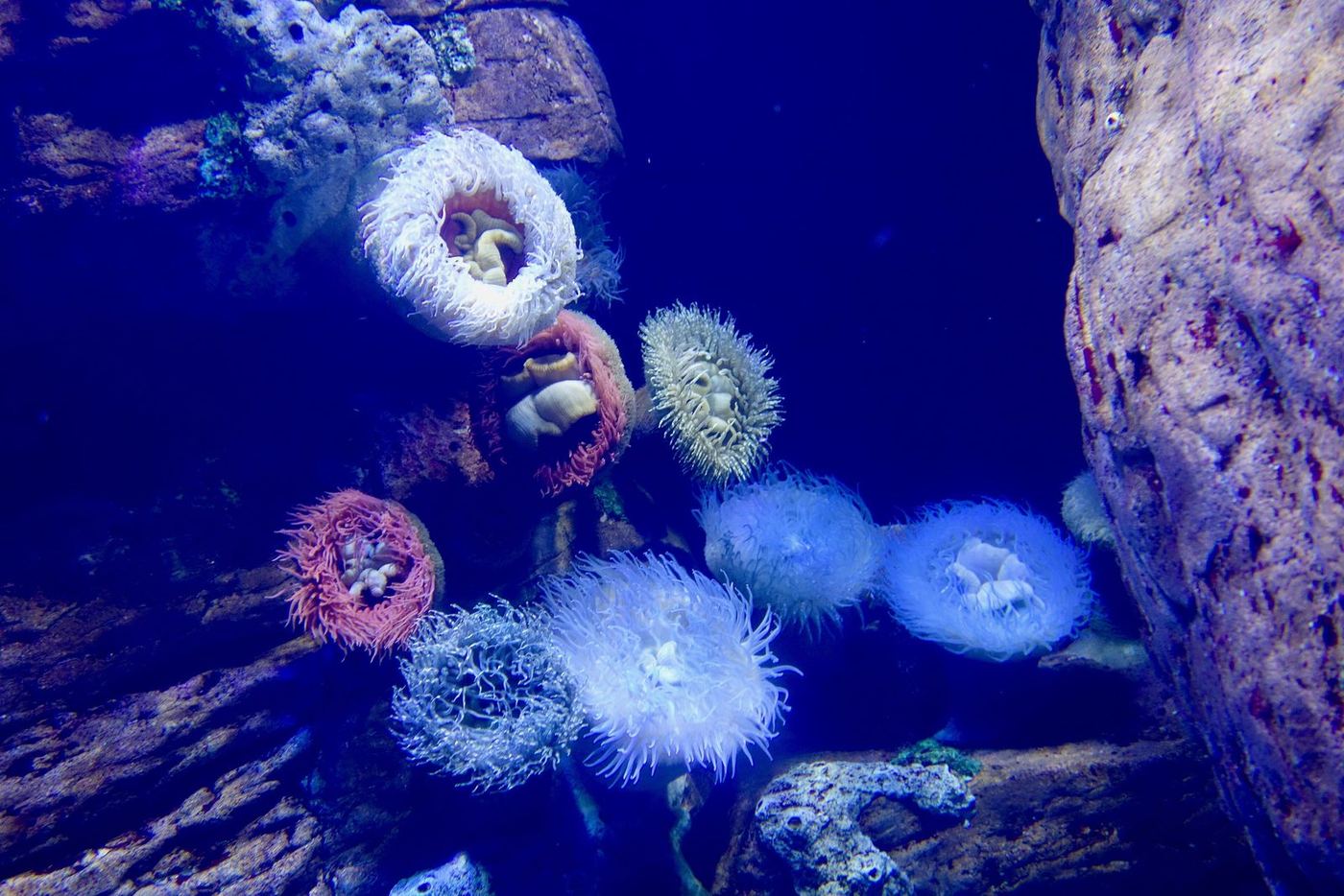 Anemones in one of the four habitat tanks