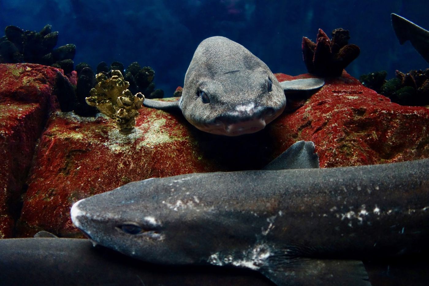 Sharks on the floor of the big tank